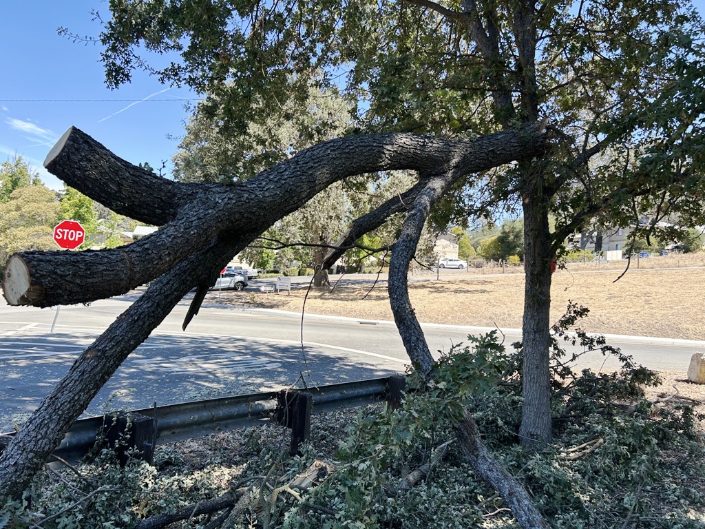 The big branch being cut up.